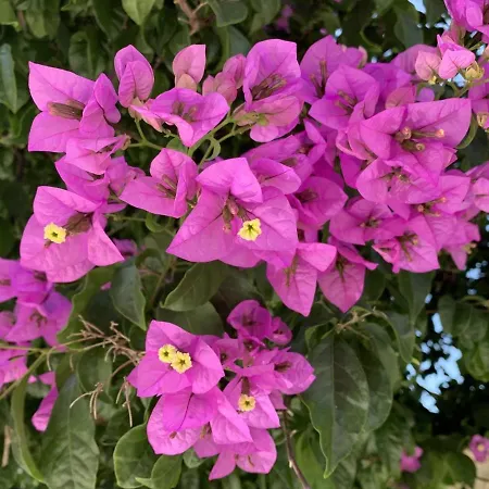By The Sea Near Dubrovnik Tatil Evi *