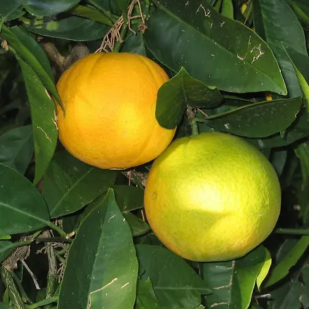 By The Sea Near Dubrovnik Cavtat