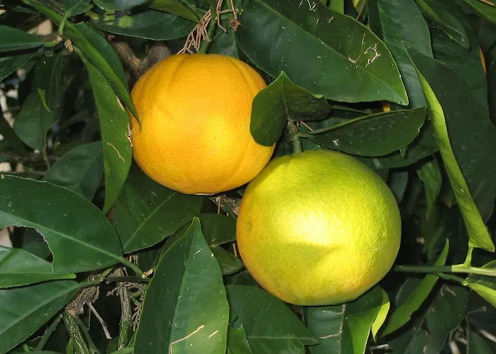 By The Sea Near Dubrovnik Cavtat