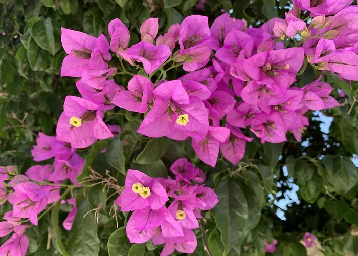 By The Sea Near Dubrovnik Semesterbostad *